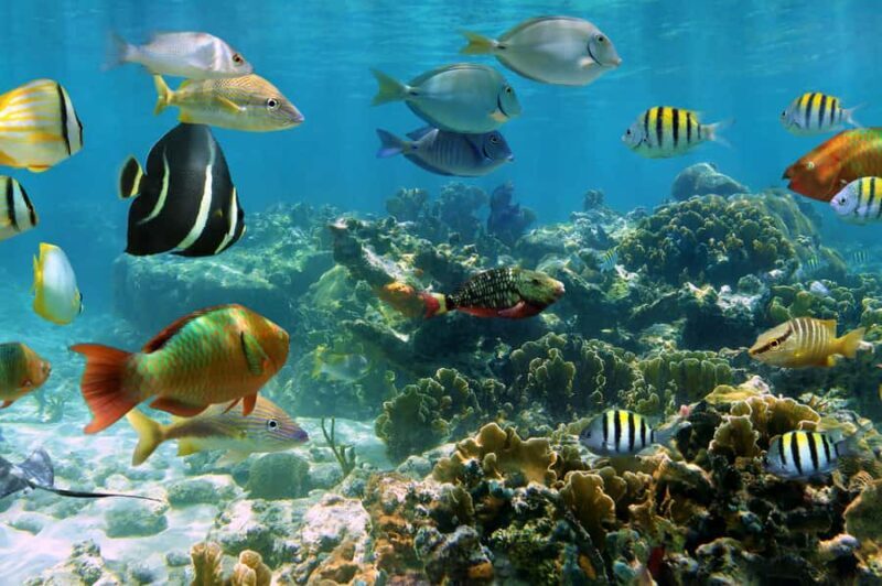 Cozumel: Palancar, Columbia and Cielo Reefs Snorkeling Tour - What This Tour Offers: A Close Look