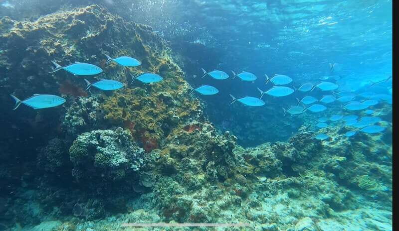 Cozumel, Passion Island: 4-Hour Private Tour - Exploring the Experience: What to Expect on the Tour