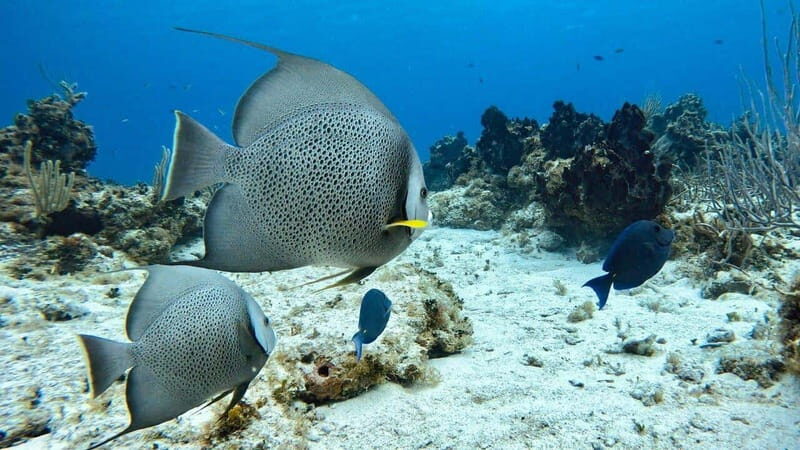 Cozumel, Passion Island: 4-Hour Private Tour - Who Should Consider This Tour?