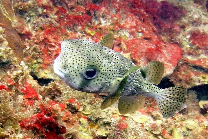 Cozumel Private 4-Hour Boat Tour to Passion Island - What to expect from the experience