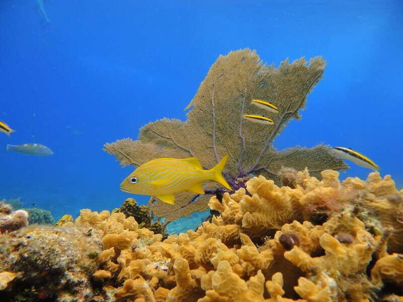 Cozumel: Private VIP Glass Bottom-Boat and Snorkeling Tour - Who Should Consider This Tour