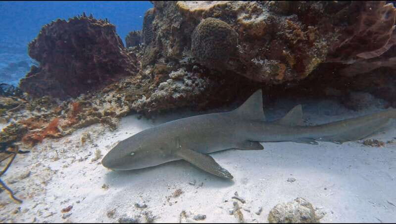 Cozumel Scuba Diving: 2 Tanks in the National Park for certified divers - The Sum Up