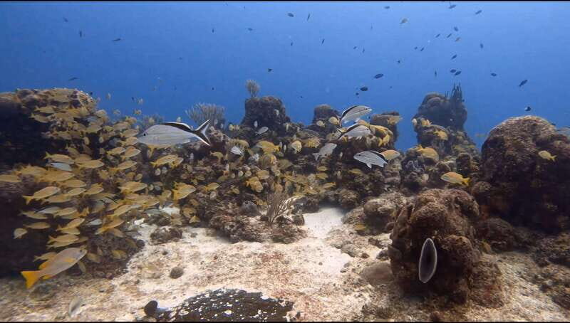 Cozumel Scuba Diving: 2 Tanks in the National Park for certified divers - FAQ