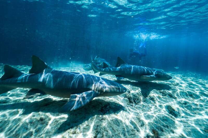 Cozumel: Snorkel and Swim with Stingrays - What to Expect from the Tour