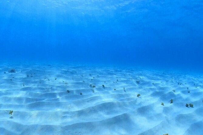 Cozumel Snorkeling Reef Experience with Ceviche and Beers - Why This Tour Stands Out