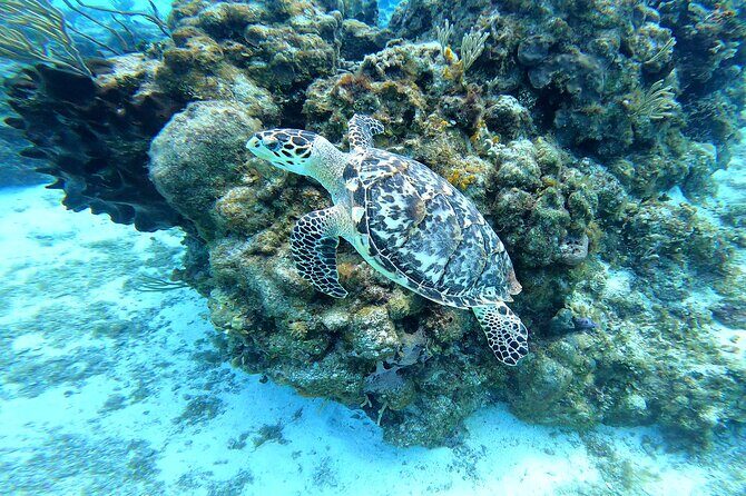 Cozumel Snorkeling Reef Experience with Ceviche and Beers - Practical Details and Value