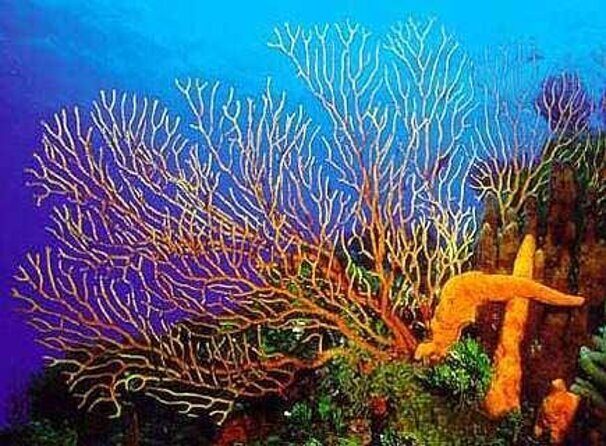 Cozumel Snorkeling Tour: Palancar, Columbia and El Cielo Reefs - Key Points