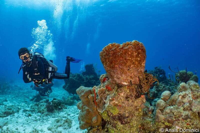 Cozumel: South Marine Park & Cozumel Reef Scuba Diving Tour - Key Points