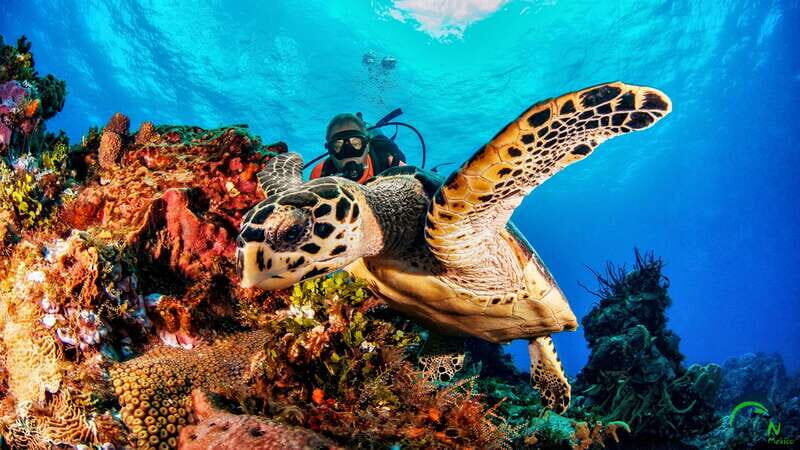 Cozumel: South Marine Park & Cozumel Reef Scuba Diving Tour - What’s Included and What You Need to Know