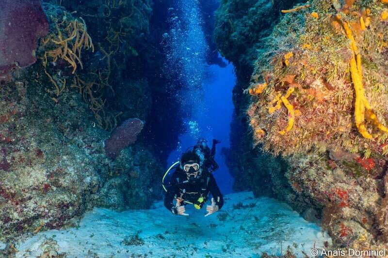 Cozumel: South Marine Park & Cozumel Reef Scuba Diving Tour - Who Should Book This Tour?