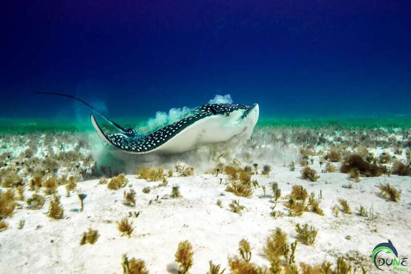 Cozumel: South Marine Park & Cozumel Reef Scuba Diving Tour - FAQ
