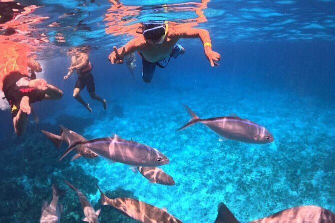 Cozumel's Best: Snorkel Adventure in El Cielo and El Cielito - Authentic Traveler Insights