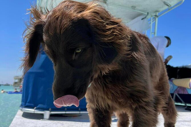 Crab Island Private Captained Charter in Destin - Who Should Consider This Tour?