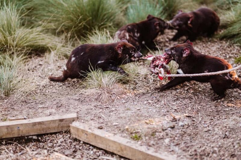 Cradle Mountain: After Dark Tasmanian Devil Feeding Tour - What to Expect from the Tour