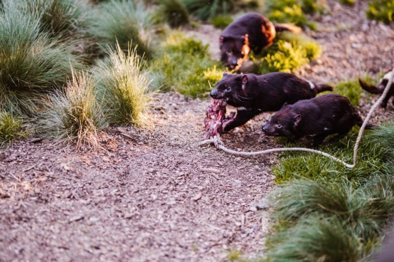 Cradle Mountain: After Dark Tasmanian Devil Feeding Tour - Who Should Consider This Tour?