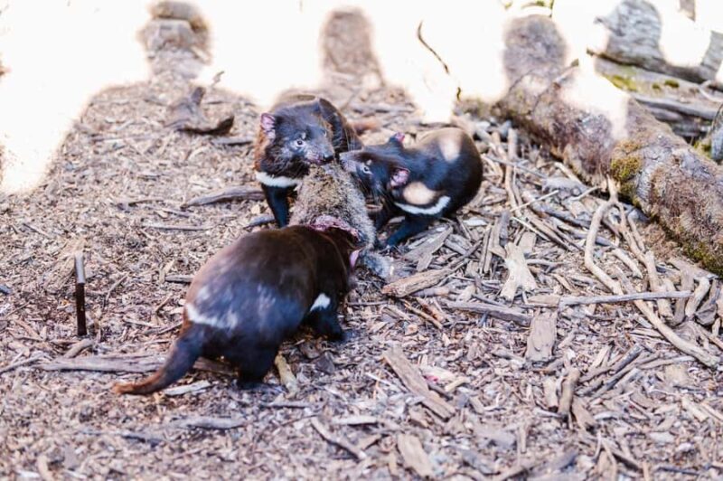 Cradle Mountain: After Dark Tasmanian Devil Feeding Tour - FAQs