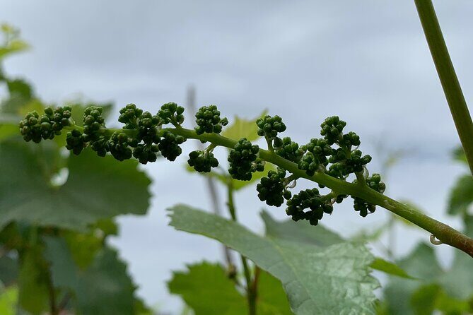 Craftsmanship and Flavors of Sorrento and Amalfi Coast - FAQ