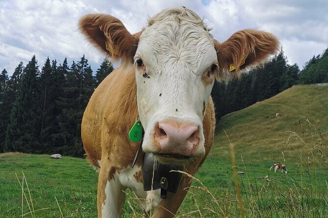 Crash Landing on you Film Location Private Tour from Interlaken - FAQ