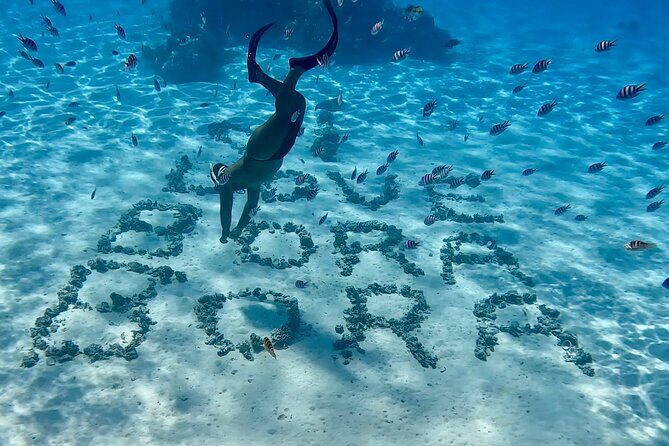 Crazyseahorseborabora Comfortable boat , sensational snorkeling . - Value and Cost Analysis