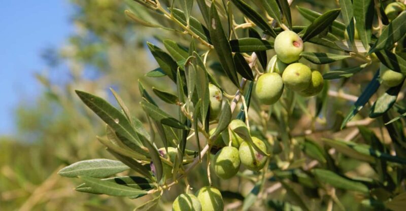 Cres: Olive Oil Walking Tour with Tastings - Key Points