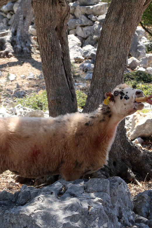 Cres: Olive Oil Walking Tour with Tastings - FAQs