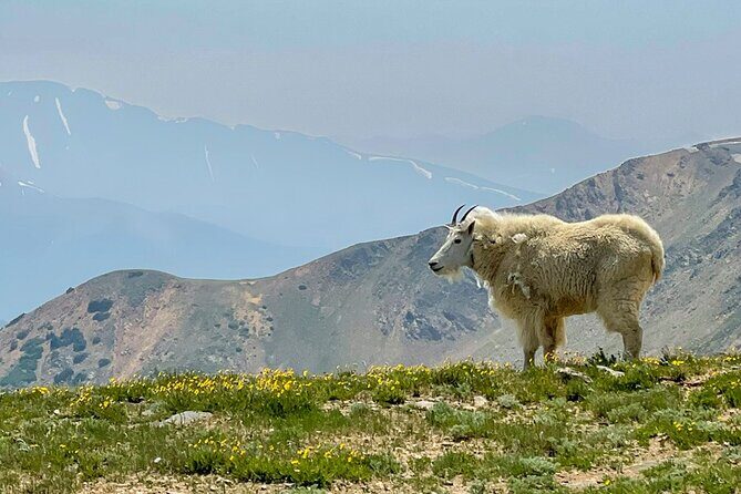 Crested Butte via Cottonwood Pass Private Colorado Adventure Tour - FAQ