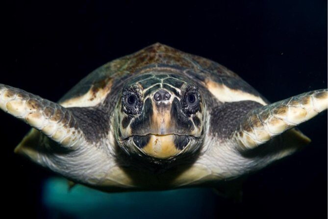 CRETAquarium Entrance Ticket in Crete - Introduction