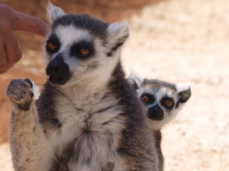 Crete: Agios Nikolaos, Kritsa and Amazonas Park Day Trip - Final Thoughts