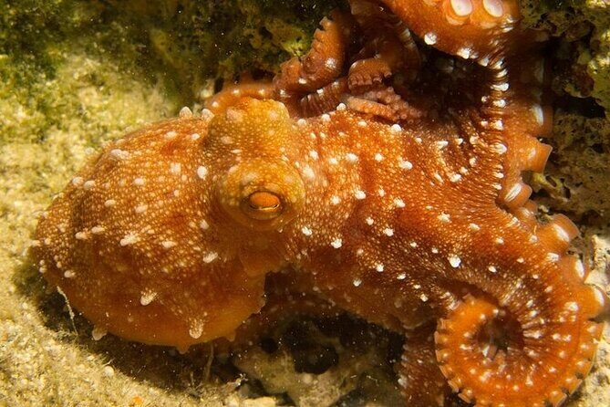 Crete-Chania: Snorkeling & Scuba Dive for Beginners by Boat - The Itinerary: What to Expect