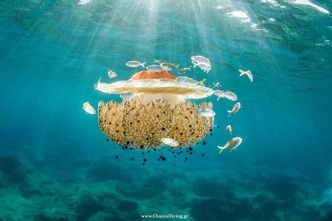 Crete-Chania: Snorkeling & Scuba Dive for Beginners by Boat - FAQ