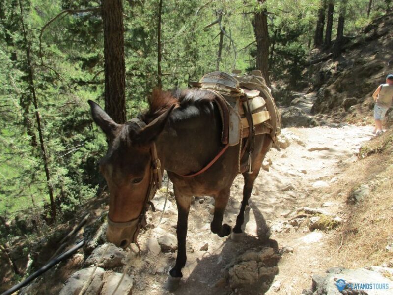 Crete: Private Guided Trek to Samaria Gorge with Transfer - An In-Depth Look at the Tour