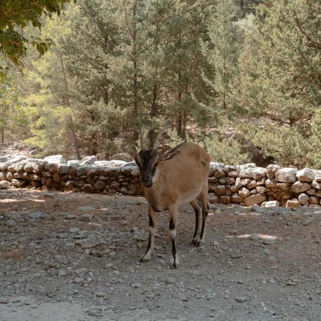 Crete: Samaria Gorge Hike with Agia Roumeli Beach Time - In Summary