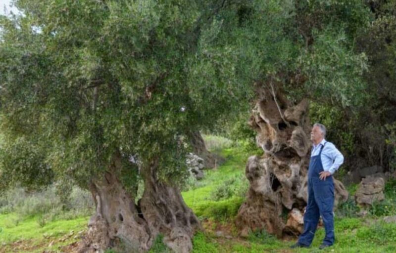 Crete: Spinalonga, Agios Nikolaos and Olive Oil Farm Tour - The Sum Up: Who Will Definitely Love This Tour?