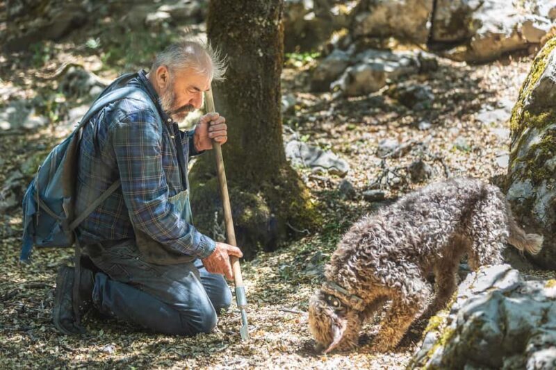 Crete: Truffle Hunting with Dog & Lunch in Rouvas Forest - Key Points