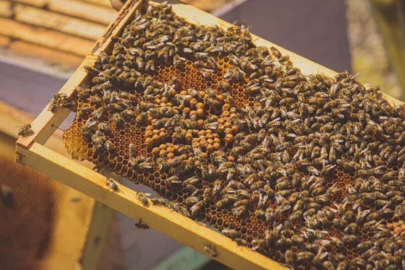 Crete: Truffle Hunting with Dog & Lunch in Rouvas Forest - Final Thoughts