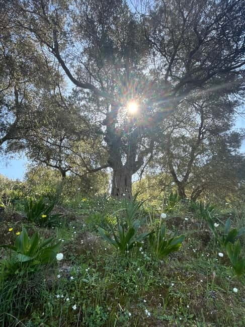 Cretes Secret Trail: Agia Irini Gorge & Sougia Escape - What Makes This Tour Stand Out?