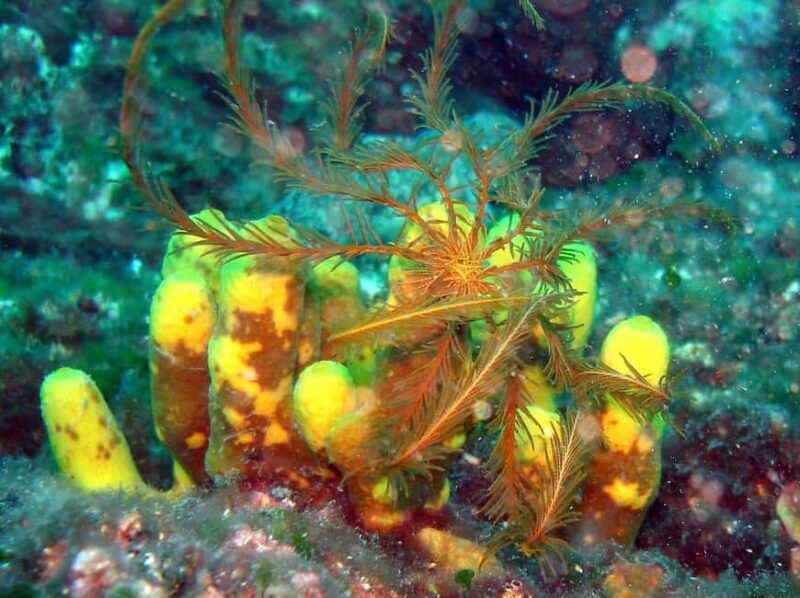 Crikvenica/Krk island: Try Scuba Dive - Who Should Consider This?