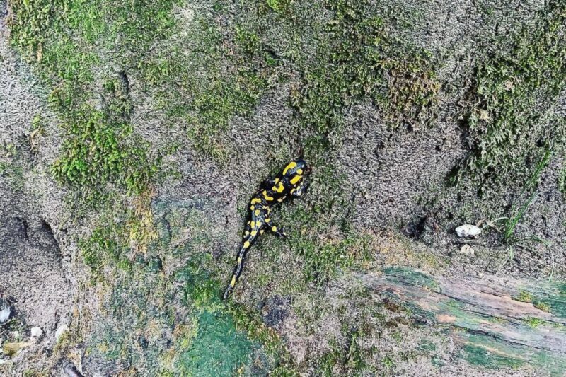 Croatia: Plitvice Lakes Private Tour with Hotel Pickup - Key Points