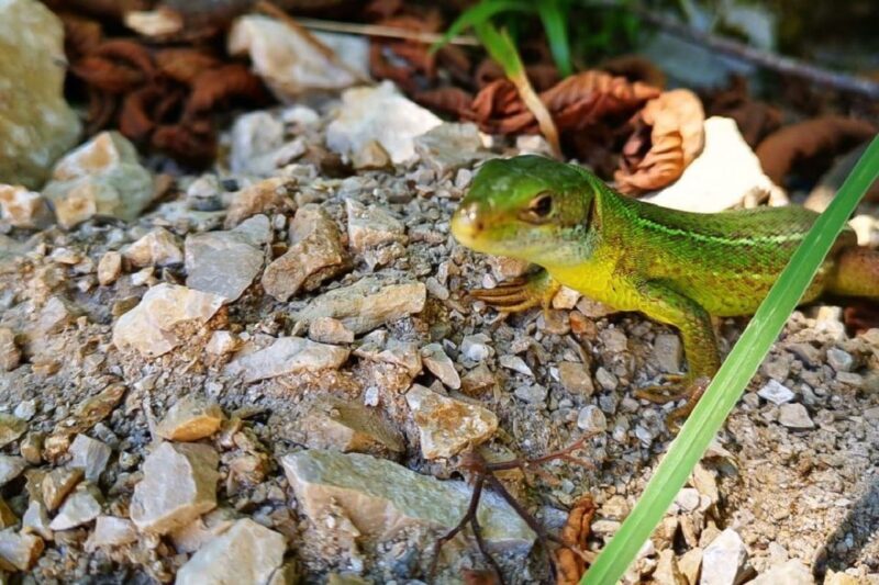 Croatia: Plitvice Lakes Private Tour with Hotel Pickup - Pricing and Value