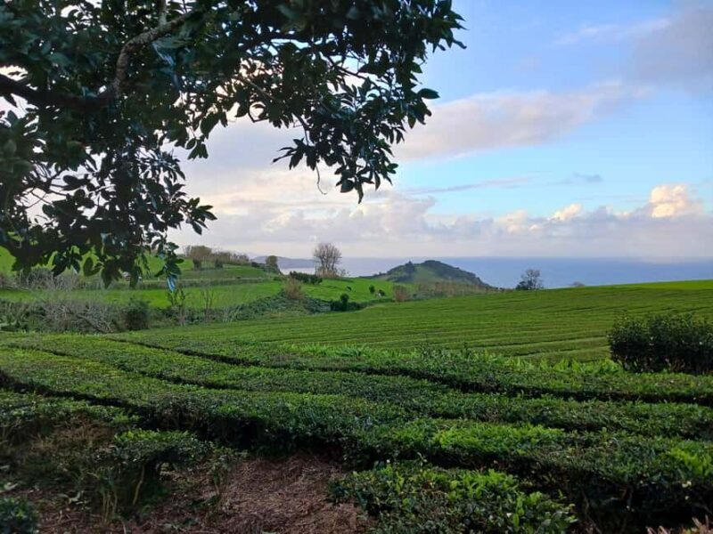 Cruise Shore Excursion São Miguel Essentials - FAQ