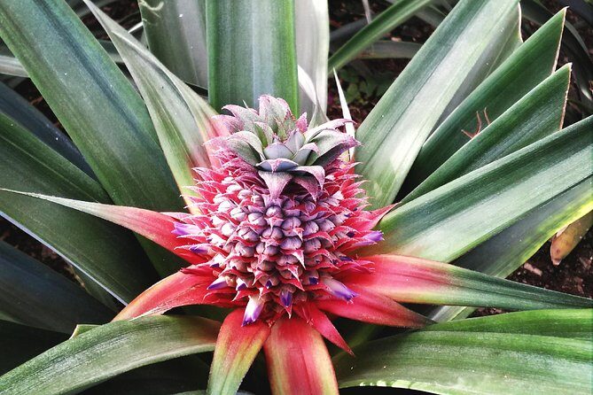 Cruise Travellers: Sete Cidades Volcano, The Blue & Green Lake - What to Expect from the Tour