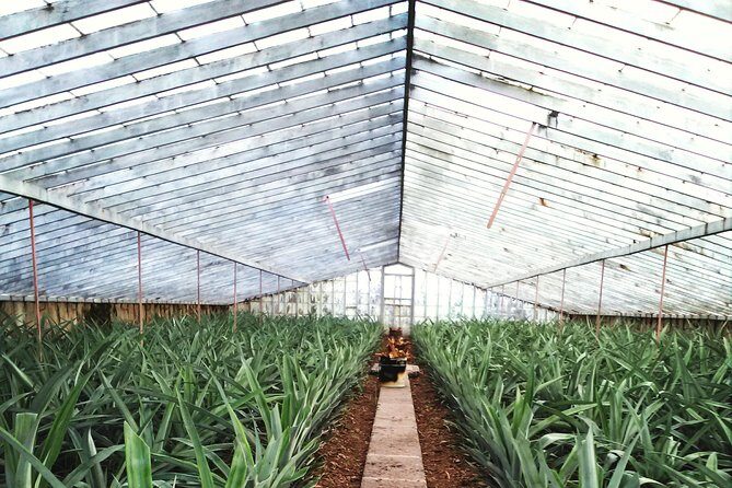 Cruise Travellers: Sete Cidades Volcano, The Blue & Green Lake - Final Thoughts