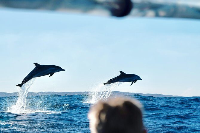 Cruise with Dolphins in Byron Bay - Exploring the Cruise with Dolphins in Byron Bay: An Honest Look