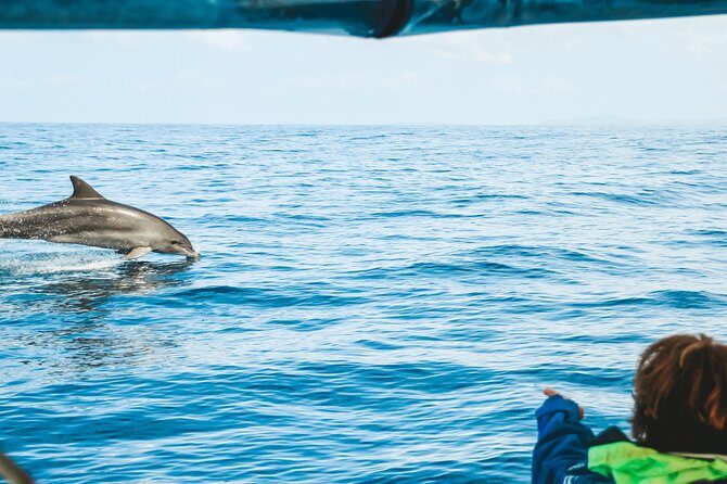Cruise with Dolphins in Byron Bay - Key Points