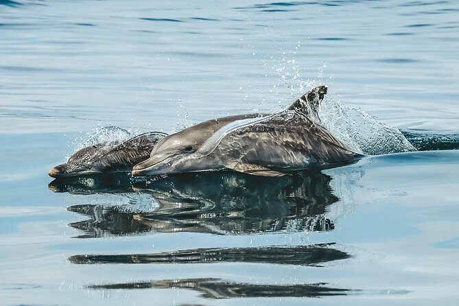 Cruise with Dolphins in Byron Bay - Who Should Book This Tour?