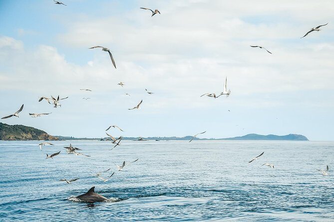 Cruise with Dolphins in Byron Bay - Frequently Asked Questions