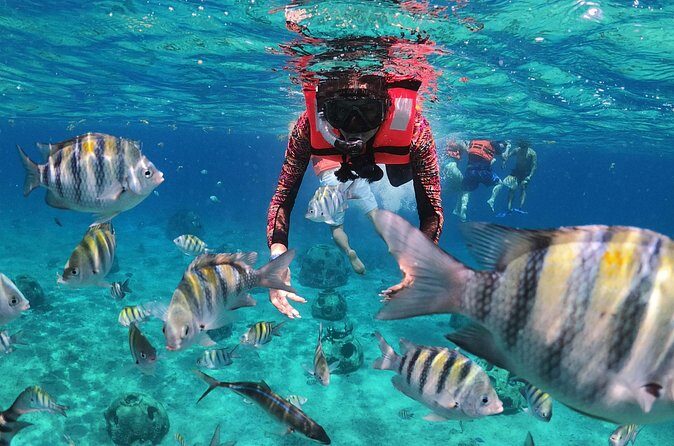 Crusers only Under the Sea of Cozumel - Who Should Consider This Tour?