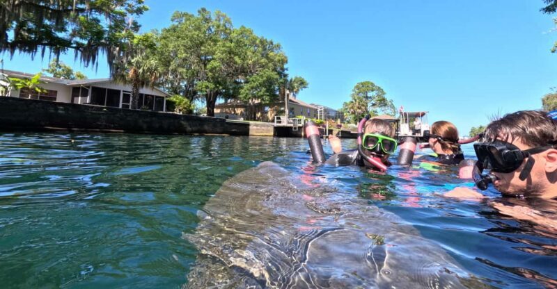 Crystal River: Guided Manatee Snorkeling Tour - Key Points