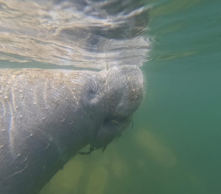 Crystal River: Guided Manatee Snorkeling Tour - The Experience on the Water