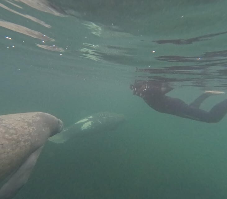 Crystal River: Guided Manatee Snorkeling Tour - Who Will Love This Tour?